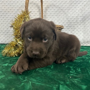 Labrador Retriever Puppy Carl