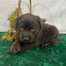 Labrador Retriever Puppy Carl