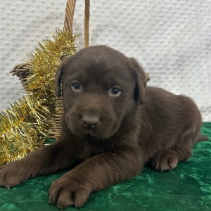 Labrador Retriever Puppy Carl