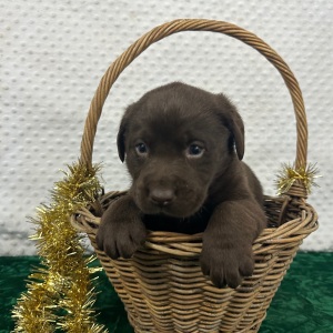 Labrador Retriever Puppy Carl