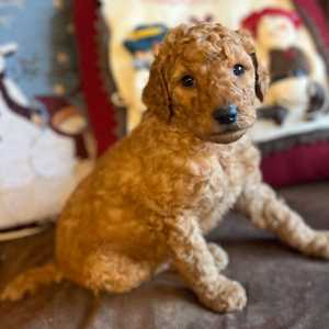 Poodle Puppy Millo