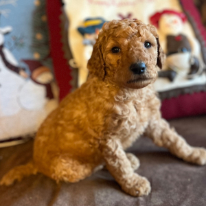 Poodle Puppy Millo