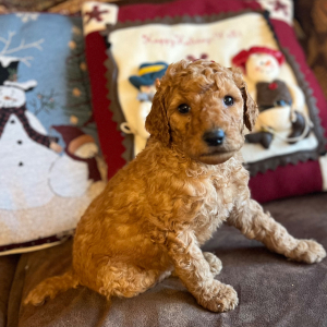Poodle Puppy Millo