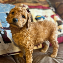 Poodle Puppy Millo