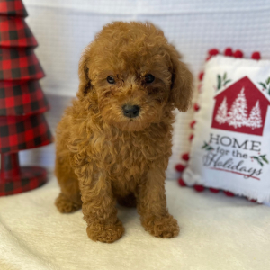 Poodle Puppy Mercutio