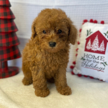 Poodle Puppy Mercutio