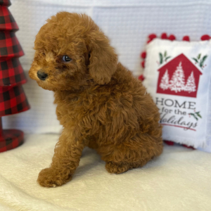 Poodle Puppy Mercutio