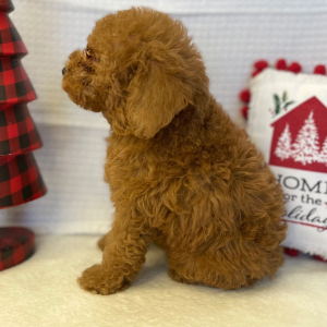 Poodle Puppy Mercutio