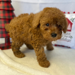 Poodle Puppy Mercutio