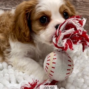 Cavalier King Charles Spaniel Puppy Max