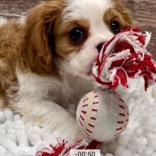 Cavalier King Charles Spaniel Puppy Max