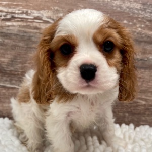 Cavalier King Charles Spaniel Puppy Max