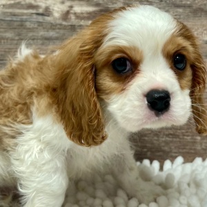 Cavalier King Charles Spaniel Puppy Max