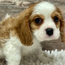Cavalier King Charles Spaniel Puppy Max