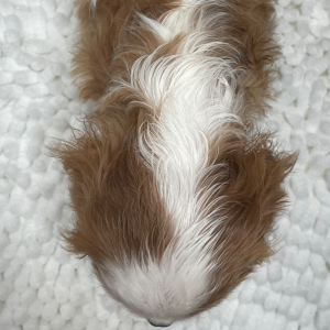 Cavalier King Charles Spaniel Puppy Max
