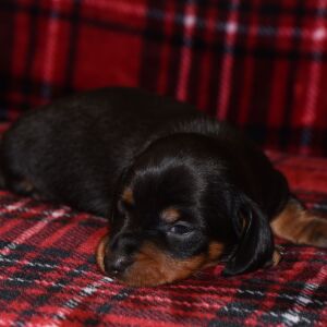 Dachshund Puppy Sammy