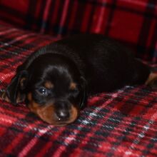 Dachshund Puppy Sammy