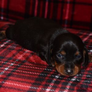Dachshund Puppy Sammy