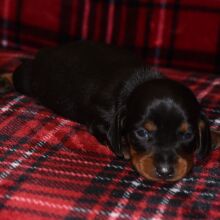 Dachshund Puppy Sammy