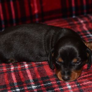 Dachshund Puppy Sammy