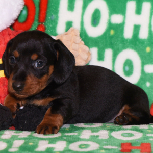 Dachshund Puppy Sammy