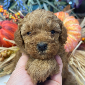 Poodle Puppy Stella