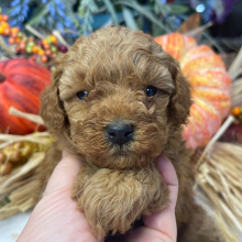 Poodle Puppy Stella