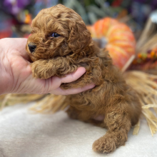 Poodle Puppy Stella