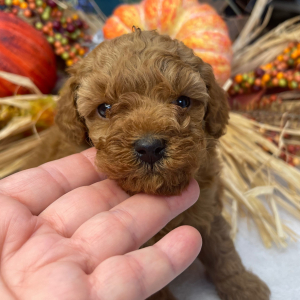 Poodle Puppy Stella