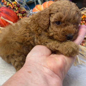 Poodle Puppy Stella