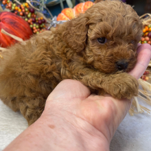 Poodle Puppy Stella