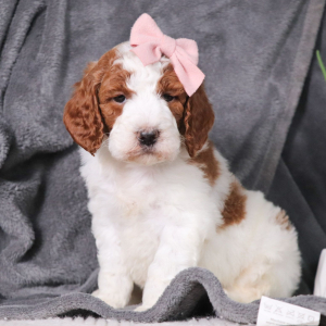 Poodle Puppy Iris
