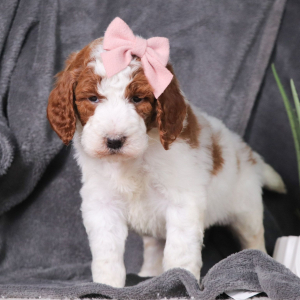 Poodle Puppy Iris