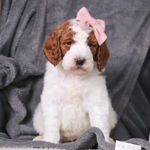 Poodle Puppy Iris