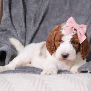 Poodle Puppy Iris