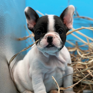 French Bulldog Puppy Felix