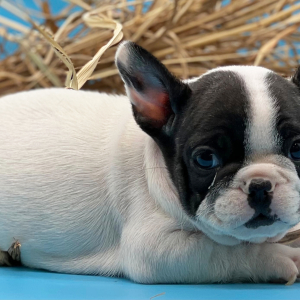 French Bulldog Puppy Felix