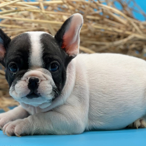 French Bulldog Puppy Felix