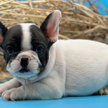 French Bulldog Puppy Felix