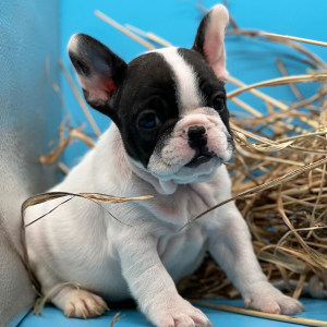 French Bulldog Puppy Felix