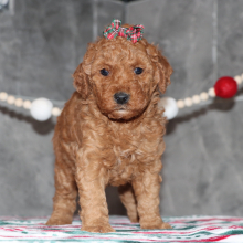 Goldendoodle Puppy Destiny