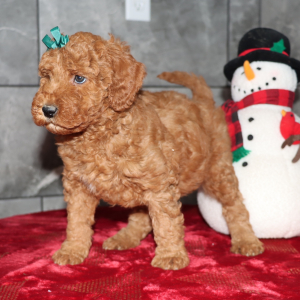 Goldendoodle Puppy Destiny