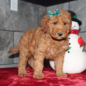 Goldendoodle Puppy Destiny
