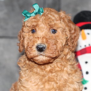 Goldendoodle Puppy Destiny