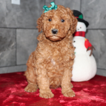 Goldendoodle Puppy Destiny