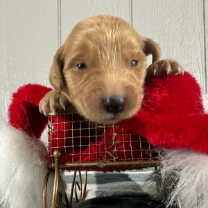 Golden Retriever Puppy Queenie