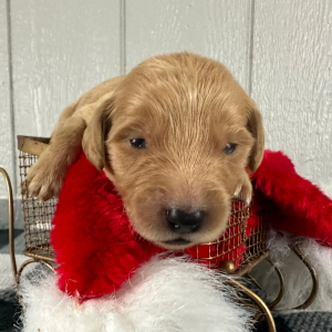 Golden Retriever Puppy Queenie