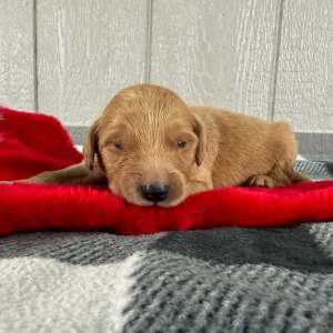 Golden Retriever Puppy Queenie