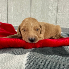 Golden Retriever Puppy Queenie