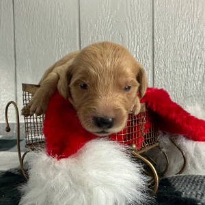 Golden Retriever Puppy Queenie